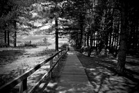 a path through the pines